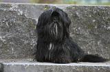 LHASSA APSO 205